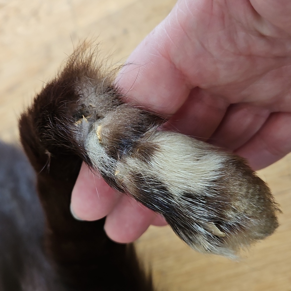 Vintage Fox Fur Stole - Picture 15 of 15